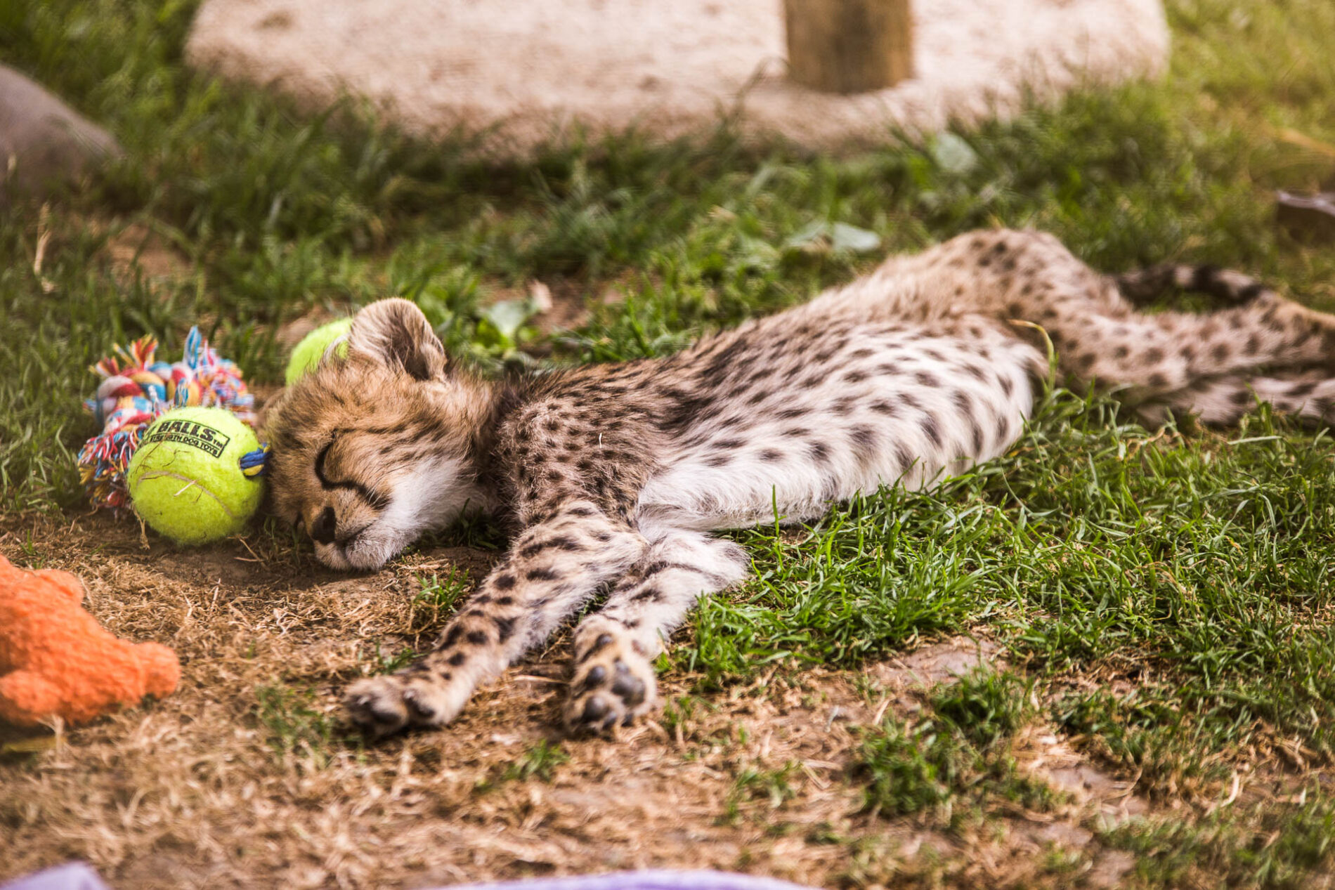 "Pancake" the Cheetah Cub at Wildlife Safari Winston, OR