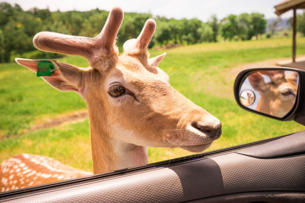 Wildlife Safari Winston, OR